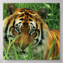 Recherche de portrait de tigre Jungle