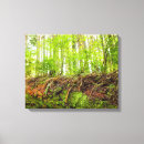 Search for danita delimont canvas prints Forest