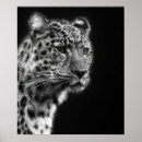 Search for black panther animal posters Leopard