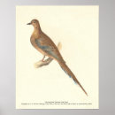 Search for mourning dove posters Zenaida macroura