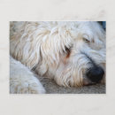 Recherche de grande race cartes postales Animal de compagnie