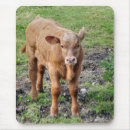 Recherche de veau vache tapis souris Veaux