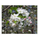 Search for crab apples art Bloom