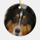 Search for sheltie ornaments Canine