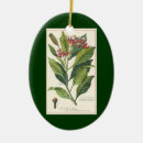 Search for flora ornaments Vintage illustrations