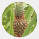 Search for tropical fruit stickers Green