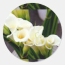 Recherche de calla lily autocollants Jardin