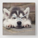 Recherche de siberian husky gifts Puppy