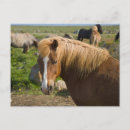 Search for ralph postcards Iceland