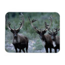 Search for bare magnets Wildlife
