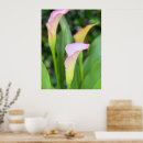 Recherche de calla photographie Vert