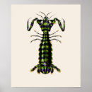 Search for vintage seafood posters Crustacean