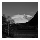 Recherche de arbre noir et blanc posters Bouleau