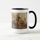 Recherche de terriers yorkshire tasses Terrier de yorkshire