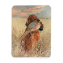 Recherche de irlandais magnets Irish setter