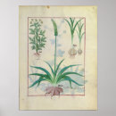 Search for medicinal posters Curative