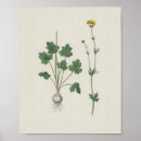 Search for buttercups posters Vintage