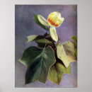 Recherche de liriodendron Nature