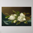Search for velvet posters White magnolias
