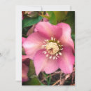 Recherche de hellebores vœux cartes Blanc