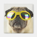 Recherche de chiot drôle magnets Animal