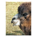 Search for funny camel art Cute