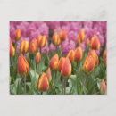 Recherche de lissé cartes postales Jacinthe