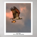 Recherche de de balai posters Animaux