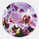 Recherche de fleurs exotiques autocollants Orchidée