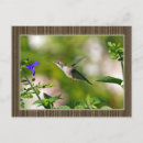 Recherche de colibri bleu cartes postales Vert