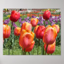 Search for orange tulip posters Flowers