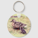 Search for mallard duck keychains Photography