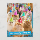 Search for cat birthday cards Pets