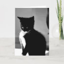 Search for embarrassed cards Kitten