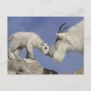 Search for evans postcards Mountain
