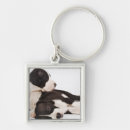 Search for great dane puppy keychains Cute