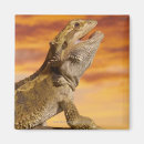 Recherche de barbu magnets Animal