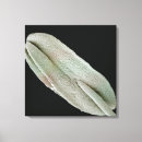 Search for electron microscope Black background