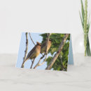 Search for cedar cards Photograph