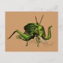 Search for green cricket postcards Katydid