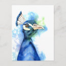 Search for blue peacock bird postcards Elegant