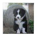 Recherche de colley carreaux Dog