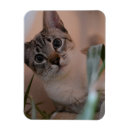 Recherche de alerte magnets Mignon