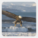 Recherche de aigle vol autocollants Faune