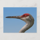 Search for fowl horizontal postcards Nature
