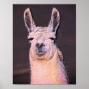 Recherche de visage de lama posters Llama