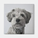 Search for schnauzers magnets Puppy