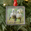 Recherche de jeune animal ornements Oiseau