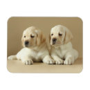 Recherche de le labrador magnets Chiot