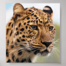 Search for leopard portrait posters Wild animals